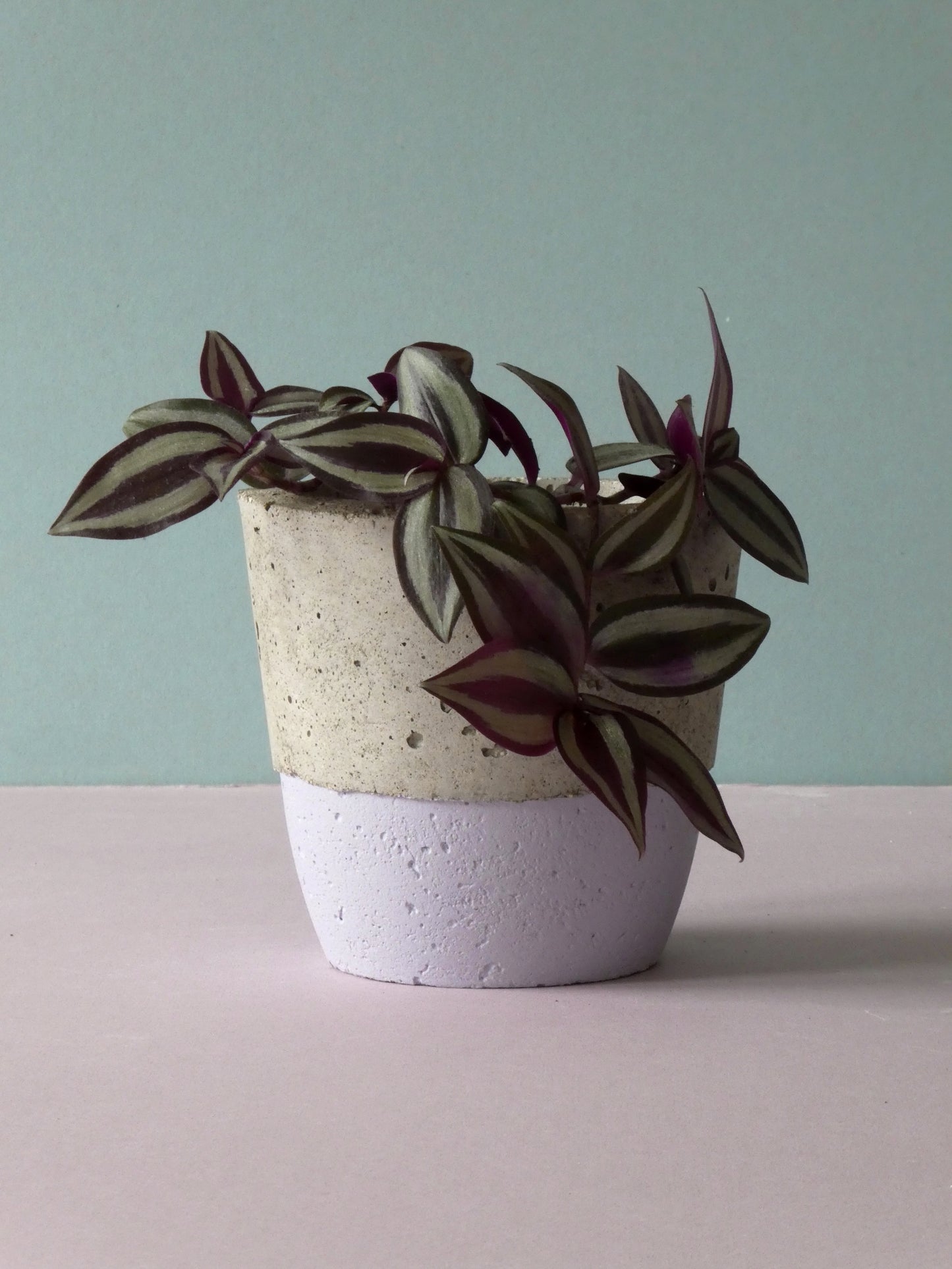 Handcrafted concrete pot with colour