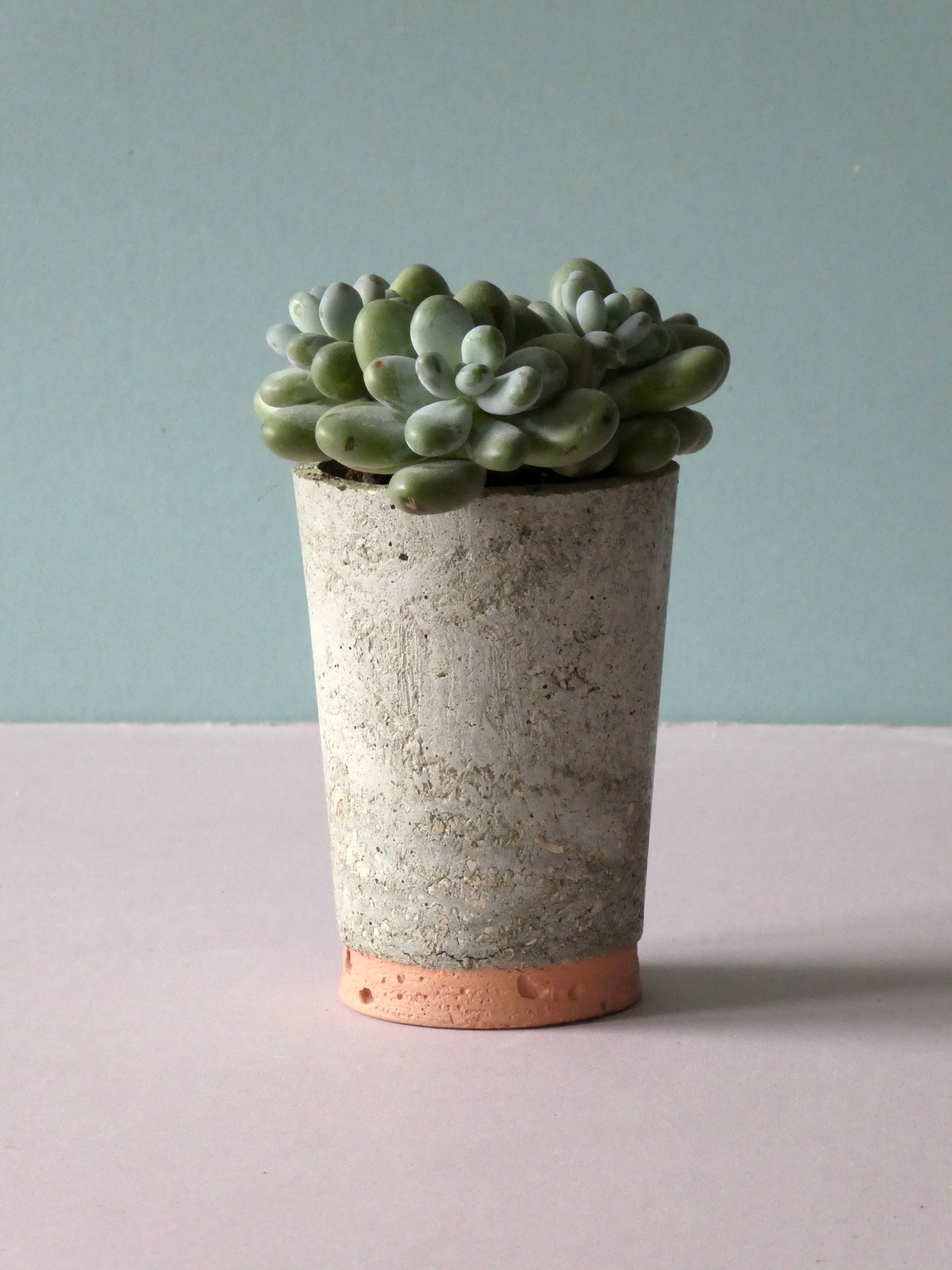 Concrete pot Sale with colour