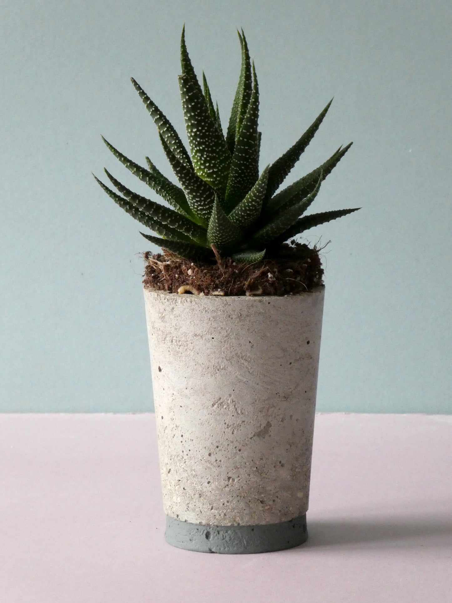 Concrete pot Sale with colour